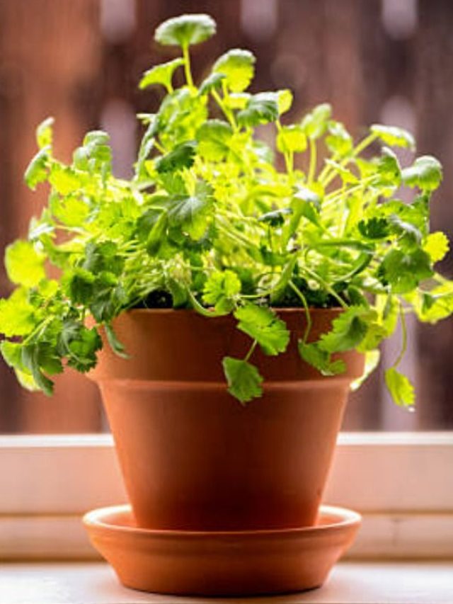 गमले में उगाना है हरा धनिया... तो फॉलो करें ये तरीका, भरकर होगी ग्रोथ