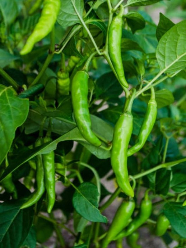 इन तरीकों से करें हरी मिर्च की खेती, होगी तगड़ी कमाई...