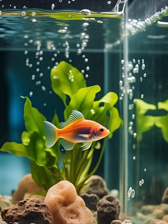 शुभ है घर की इस दिशा में फिश एक्वेरियम रखना, बढ़ जाएगी धन-दौलत