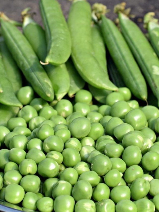 এক কিলো হোক বা ৫ কিলো, কড়াইশুঁটির খোসা ছাড়ান মাত্র ৫ মিনিটে