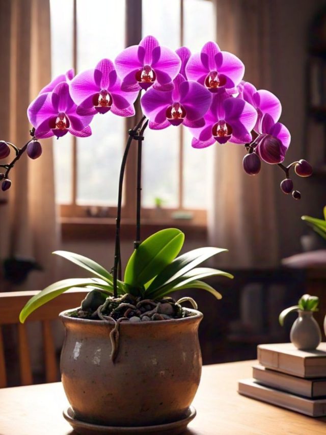 বাড়ির টবেই হবে  সুন্দর অর্কিড ফুল, কী ভাবে ? জানুন