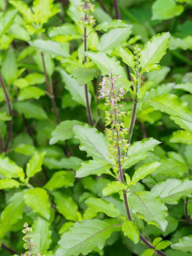 কষা পায়খানা থেকে মুক্তি দেবে তুলসী পাতা, এভাবে খেতে থাকুন