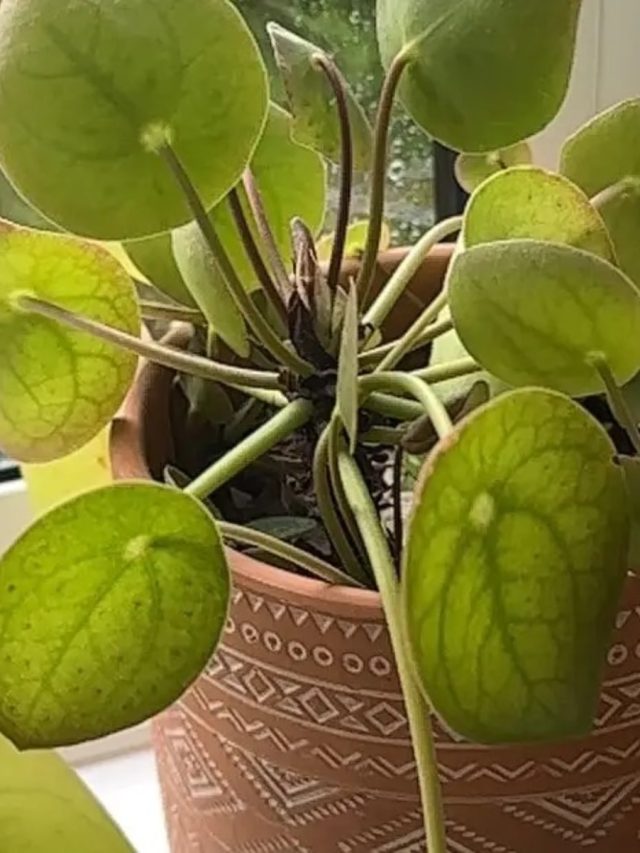 বাড়ির মানি প্ল্যান্টের পাতা হলুদ হচ্ছে, কোন অমঙ্গলের ইঙ্গিত?