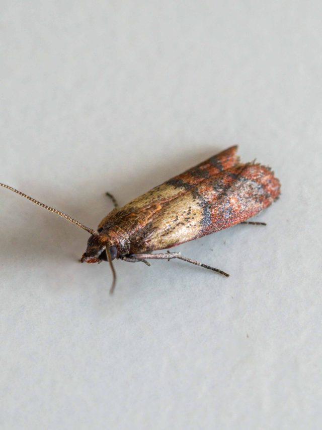 বাড়িতে মথ এলে বিয়ে হয়? কীসের ইঙ্গিত? জেনে রাখুন