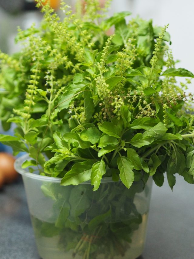 বাড়িতে এই দিকে তুলসী গাছ লাগাবেন না, অভাব- অনটন লেগেই থাকবে