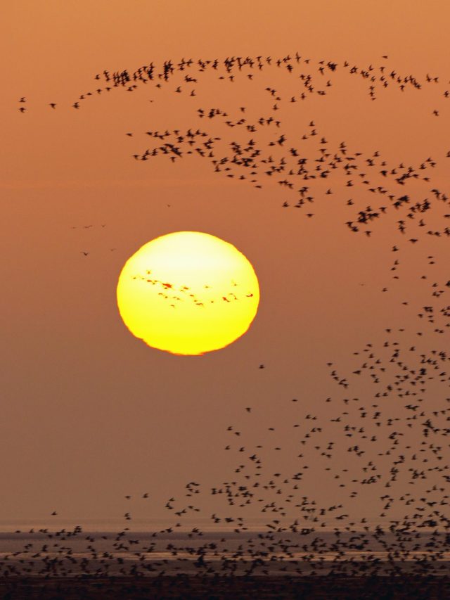 ভারতের কোন রাজ্যে সর্বশেষ 'সূর্যাস্ত' হয় বলুন তো? জানলে অবাক হবেন