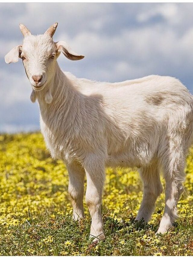 गाय के बराबर दूध देती है बकरी की ये नस्ल, कई गुना बढ़ जाएगा मुनाफा