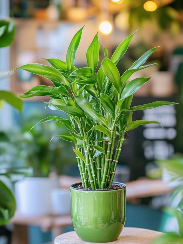 Indoor Plants को नहीं मिल रही धूप? सर्दियों में ऐसे करें इंतजाम