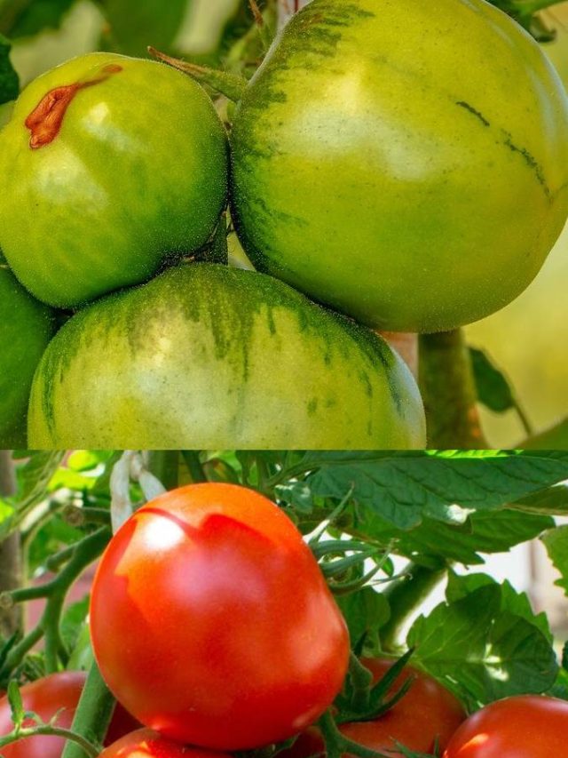 কাঁচা না পাকা কোন টমেটো খেলে বেশি উপকার?