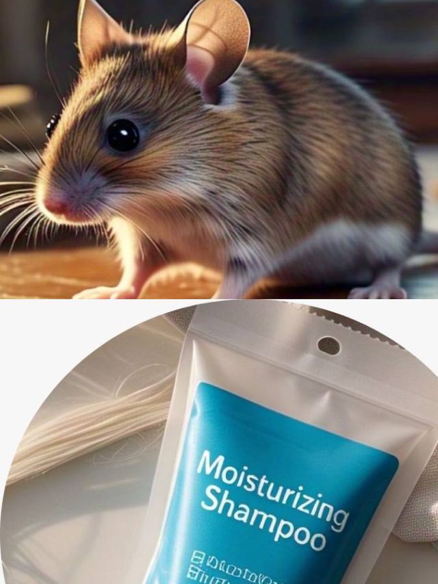 ইঁদুর বাপ বাপ বলে পালাবে, কাজ হবে ছোট শ্যাম্পুর পাতাতেই
