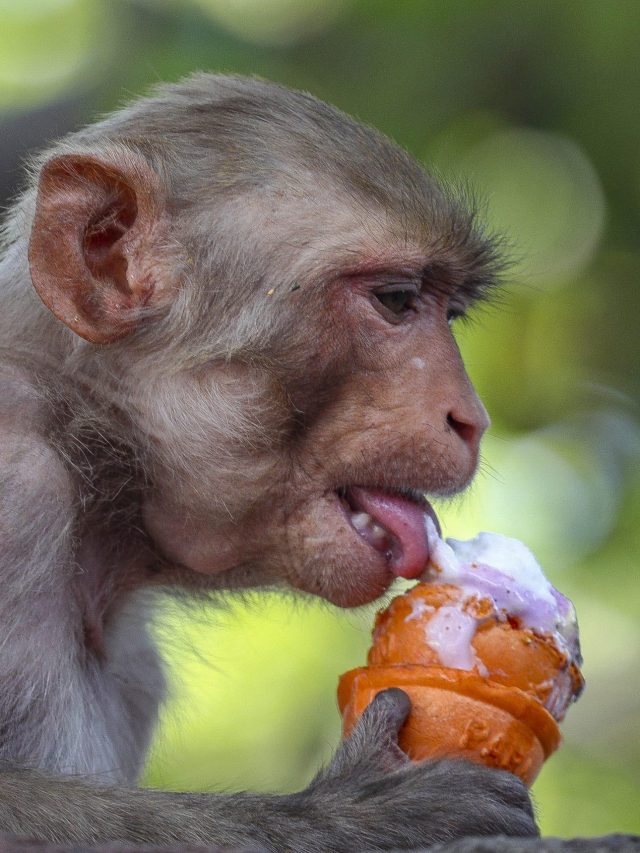 क्यों फ्रूटी लेते ही चश्मा दे देते हैं वृंदावन के बंदर? ये है इसका सीक्रेट