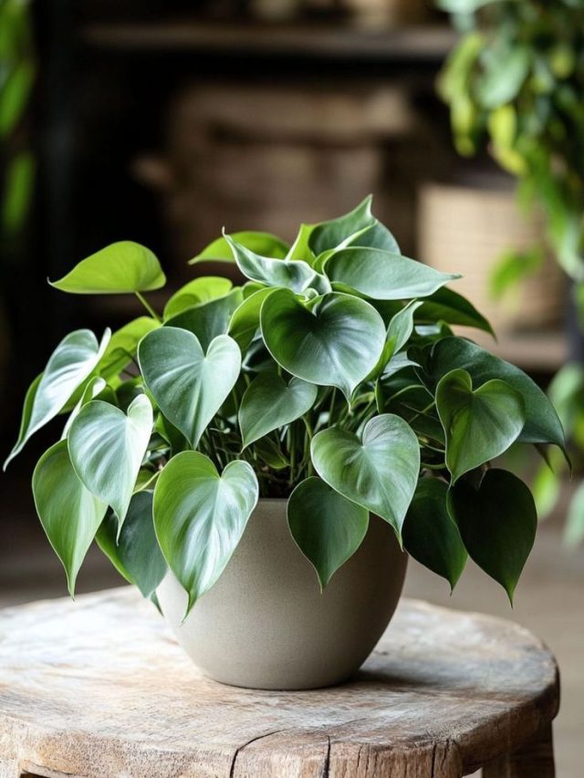 सर्दियों में मनी प्लांट को हरा-भरा रखने के लिए अपनाएं ये 5 टिप्स, कभी नहीं सड़ेगा पौधा