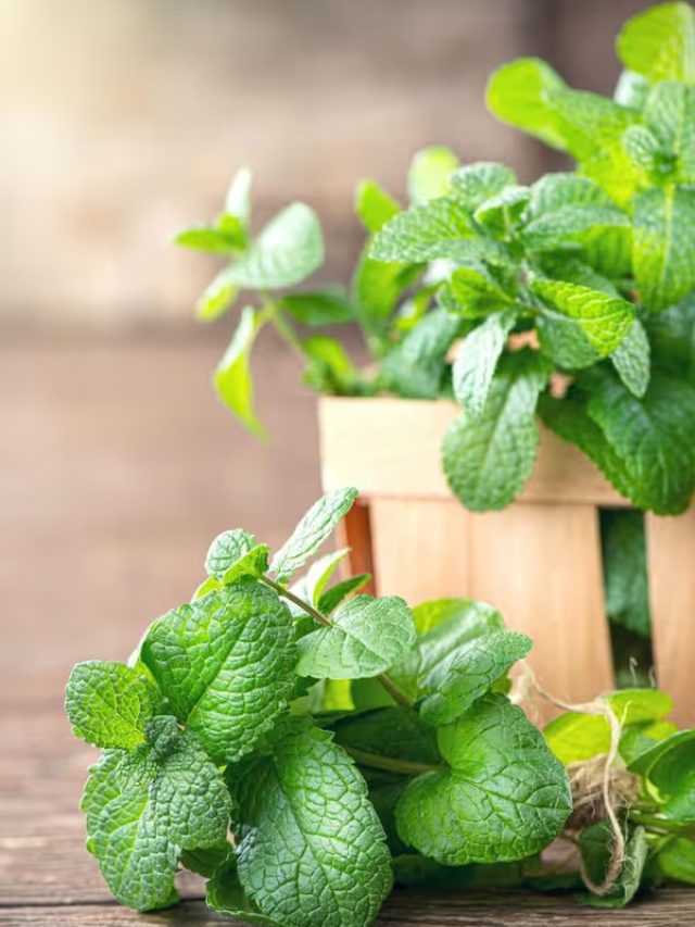 ১০ দিনে বড় হবে বাড়ির পুদিনা গাছ! শুধু মানতে হবে সহজ টিপস