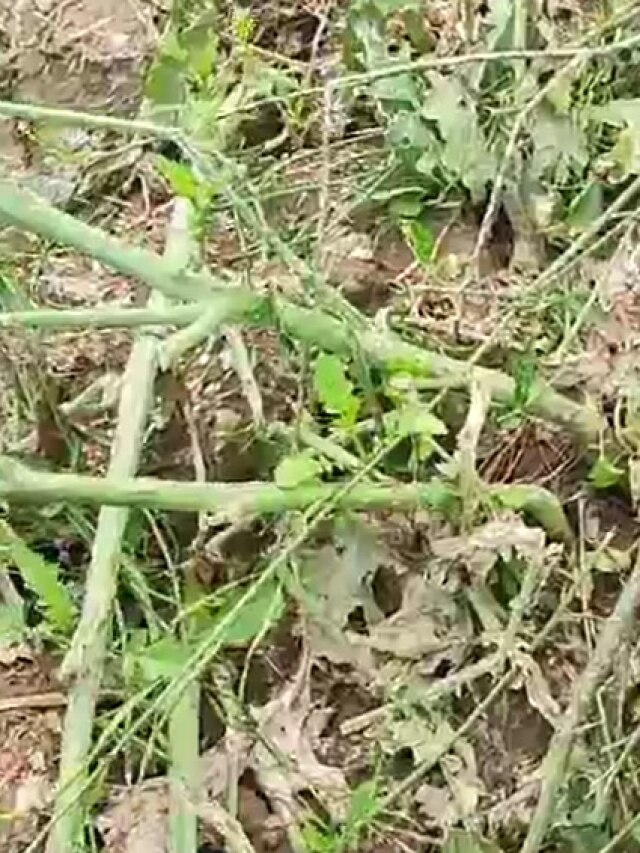 राजस्थान में बारिश और ओलों की भेंट चढ़ी सरसों-आलू-मिर्च की फसल, देखें वीडियो