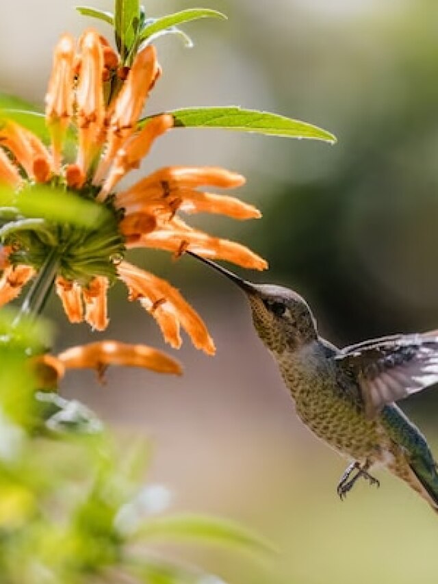 वो पौधे जिनकी तरफ खिंचे चले आते हैं परिंदे... घर में लगाकर बढ़ाएं रौनक