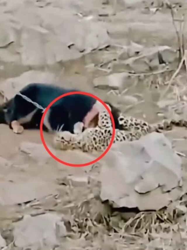 तेंदुए पर भारी पड़ा जंजीर से बंधा कुत्ता, जमीन पर गिराकर किया बुरा हाल