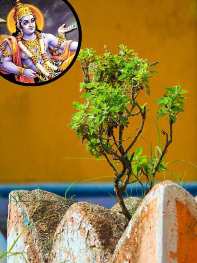आने वाली है साल की पहली एकादशी, इस दिन करें तुलसी से जुड़ा ये काम, होगा लाभ