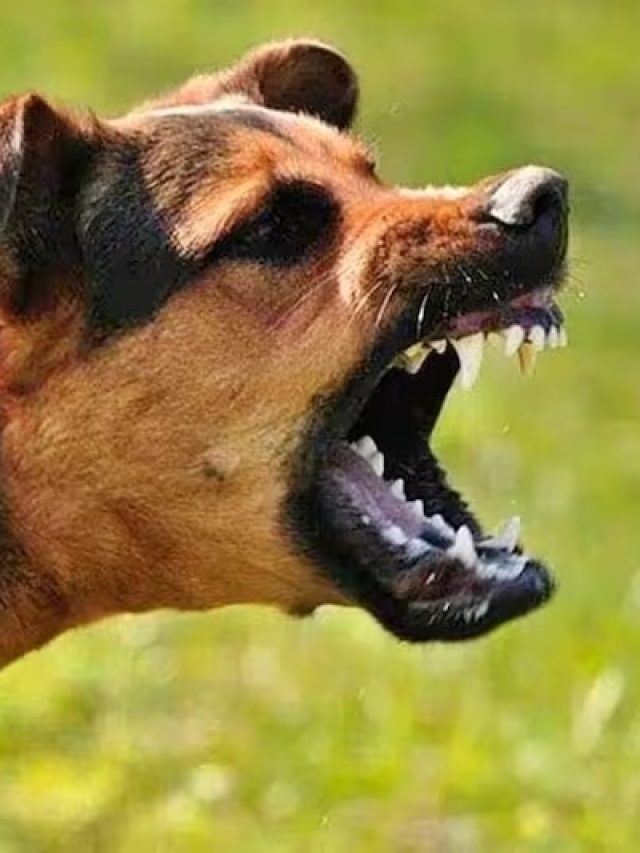 রাস্তায় কুকুর কামড়ালে প্রথমেই কী করবেন, জেনে রাখুন