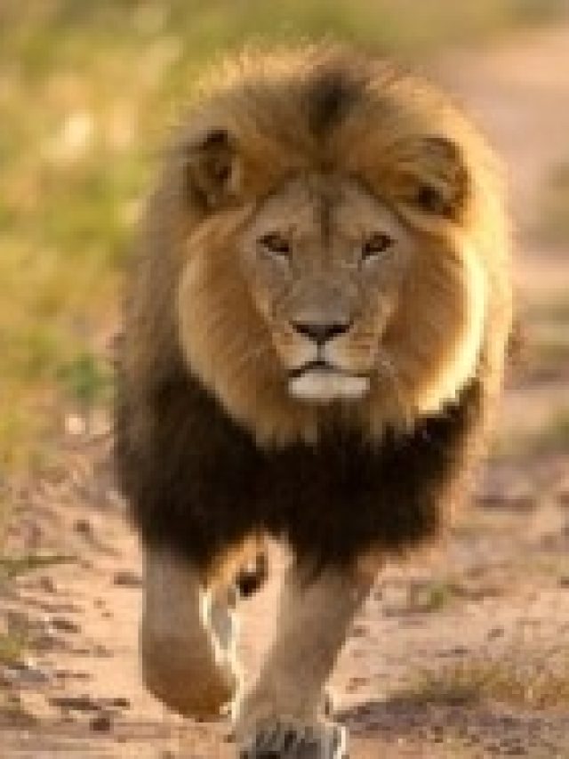 সিংহের এই গুণেই চরম সুখ, বলেছেন চাণক্য