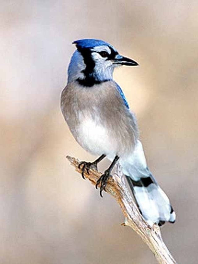 ঘরে হঠাৎ পাখি  ঢুকে পড়লে এসব হয়, কিসের ইঙ্গিত, জেনে রাখুন