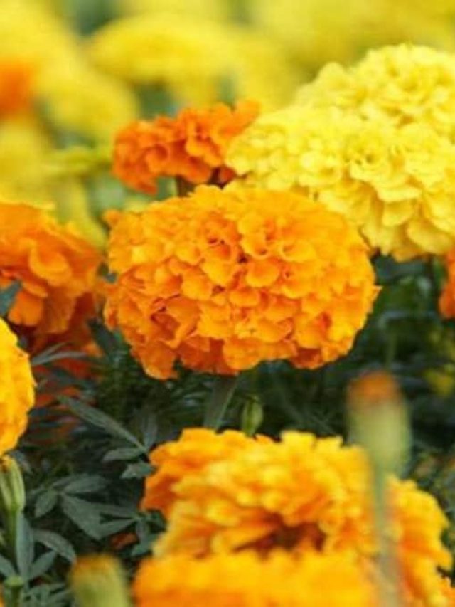 মুখে লাগান গাঁদা ফুল, তাতেই খুলে  বেরোবে যৌবন,  কীভাবে, জানুন