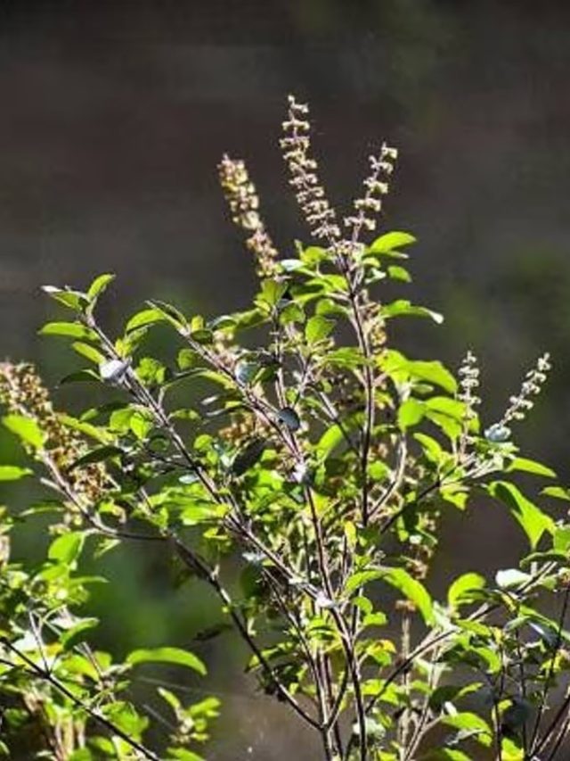 বুড়ো হলেও টানটান থাকবে, লাগান  তুলসী পাতা, কীভাবে মাখবেন, জানুন