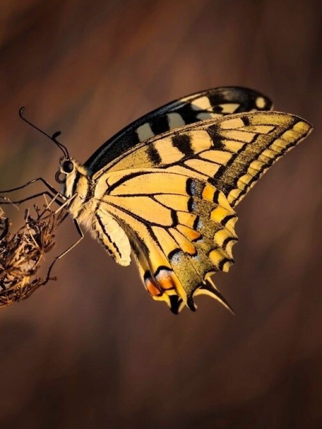 ঘরে হঠাৎ প্রজাপতি ঢুকে পড়লে কিসের ইঙ্গিত, জানুন