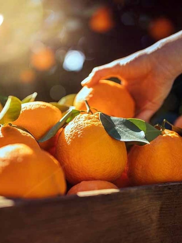 দিনের এই সময় কমলালেবু খেলেই অ্যাসিড হবে, ওজন বাড়বে, জানুন