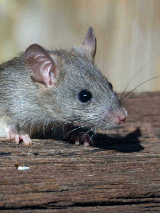 এই ২ মশলা রেখে দিন, তাতেই পাঁই পাঁই করে পালাবে ইঁদুর, আর ঢুকবে না