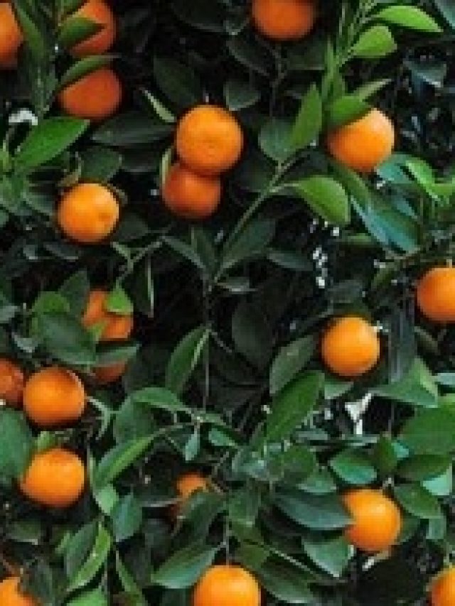 ঘরের টবেই ফলবে থোকা থোকা কমলালেবু, শুধু দিতে হবে  এই গুঁড়ো