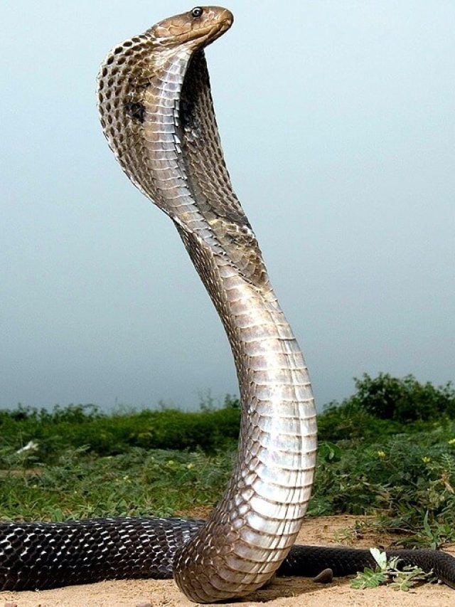 বাড়িতে এই ৫ গাছ লাগালে ধারেকাছে আসে না একটা সাপও