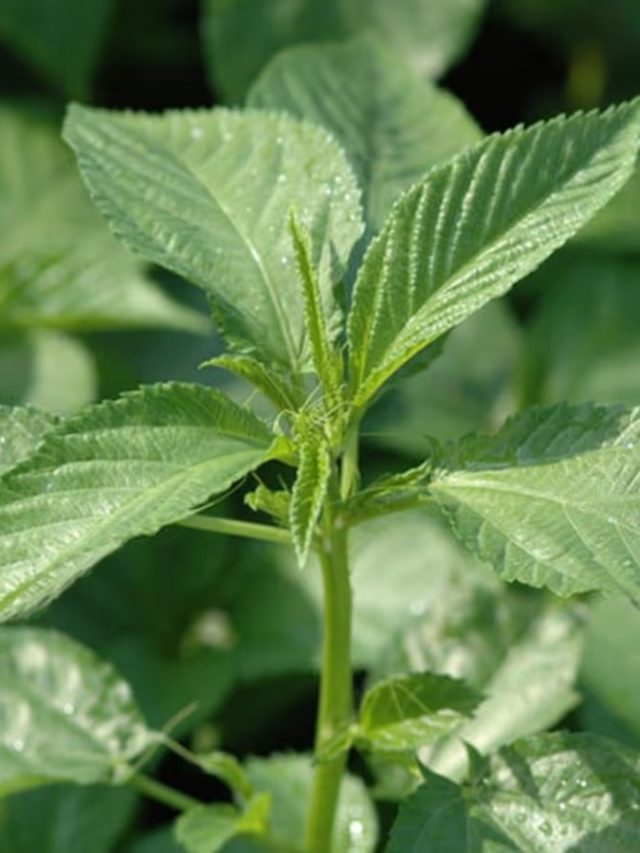 ৮০-তেও হাড় থাকবে চনমনে, সহজে ভাঙবে না, শুধু পাতে রাখুন এই শাক (Copy)