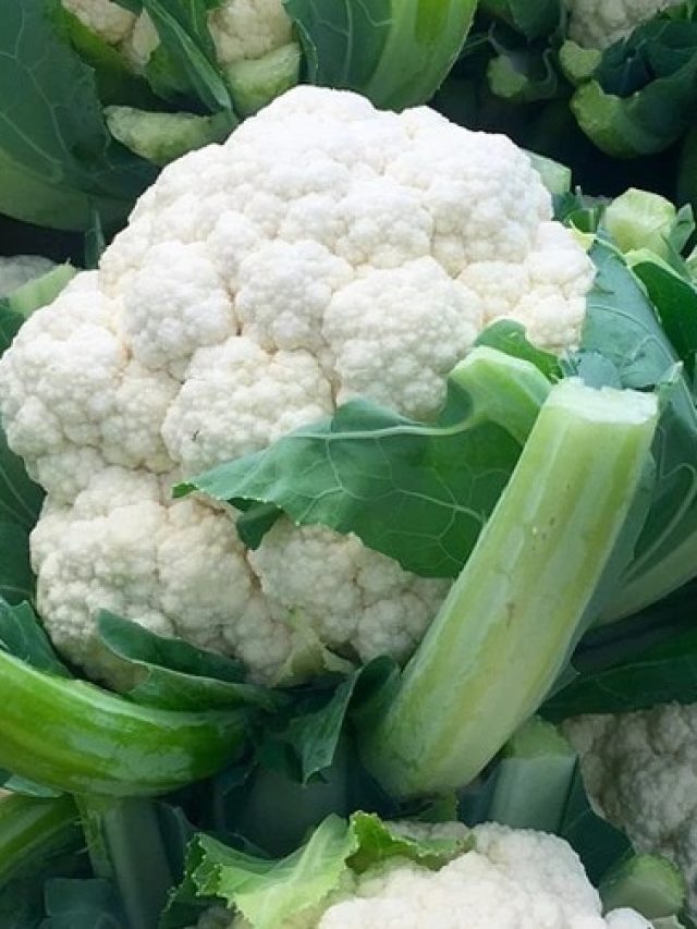 ফুলকপি দিয়ে বানান সুস্বাদু পিঠে, এই  ফোড়নেই টেস্টি  হবে, রেসিপি