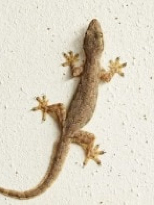 ঘরে টিকটিকি থাকা শুভ না অশুভ,  কিসের ইঙ্গিত,  জেনে রাখুন