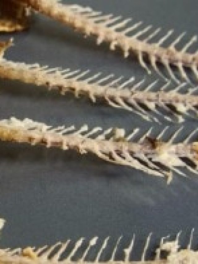 মাছের কাঁটা চিবিয়ে খেলে এসব হবেই, জেনে রাখুন