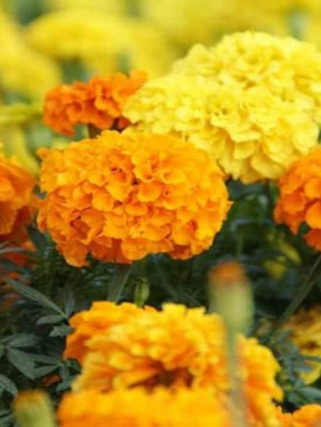 খুশকি ভ্যানিশ হবে রাতারাতি, শুধু লাগান গাঁদা ফুল, ঘন কালো চুল, পদ্ধতি রইল