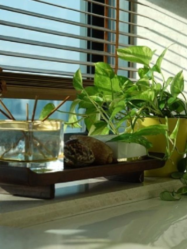 এই ৩ গাছ দরজায়  রেখে দিন, সুখ-টাকা উপচে পড়বে ঘরে