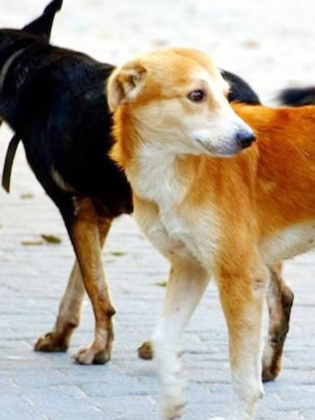 কুকুরের কান্না কি সত্যিই মৃত্যুর ইঙ্গিত? কাঁদার আসল কারণ জানুন