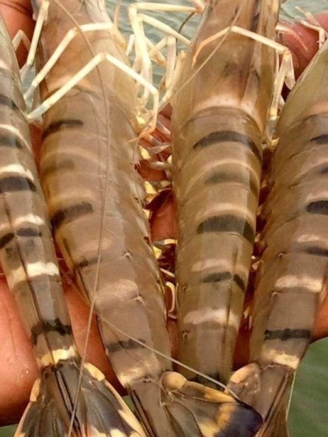 মাছ-মাংস ফেল, পাতে রাখুন চিংড়ির এই সুস্বাদু ভর্তা