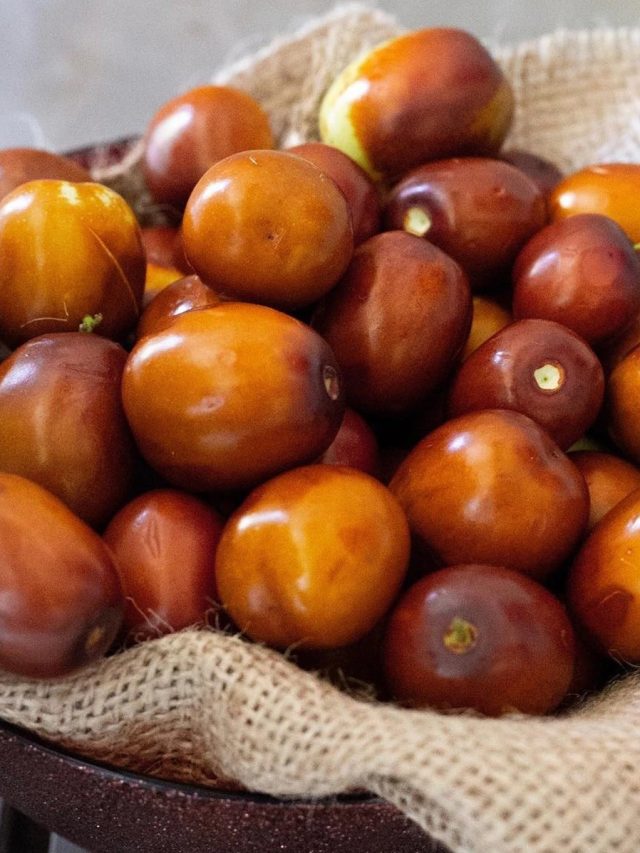 সরস্বতী পুজোর আগে কুল খেলে আসলে কী হয়, সত্যিটা জানুন