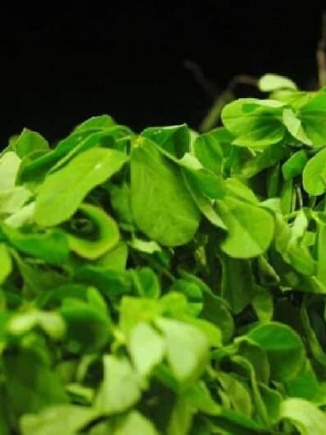 গ্রাম বাংলার এই শাকই যৌবনের খনি, বুড়ো হলেও টানটান চামড়া, কালো চুল