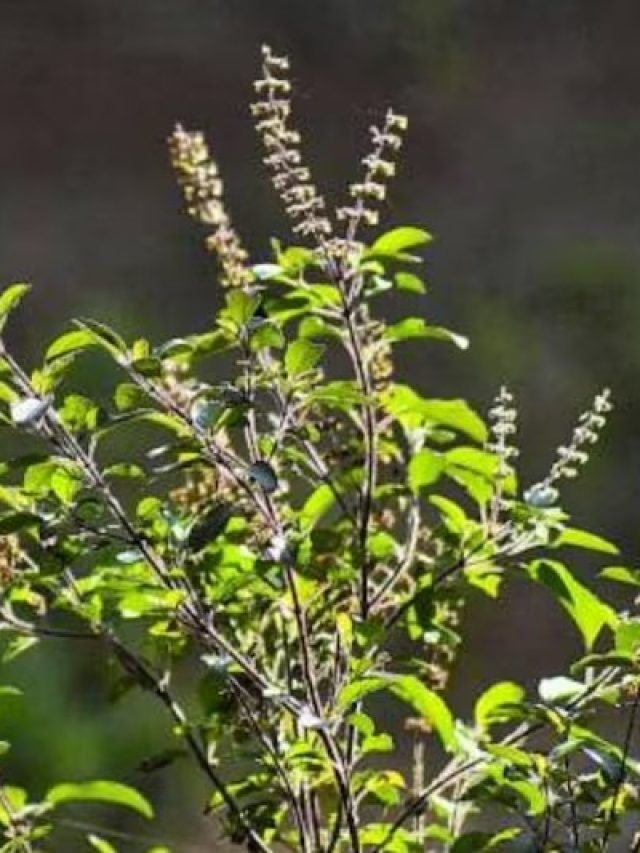 মুখে লাগান তুলসী পাতা, টানটান থাকবে সব, কীভাবে মাখবেন, জানুন