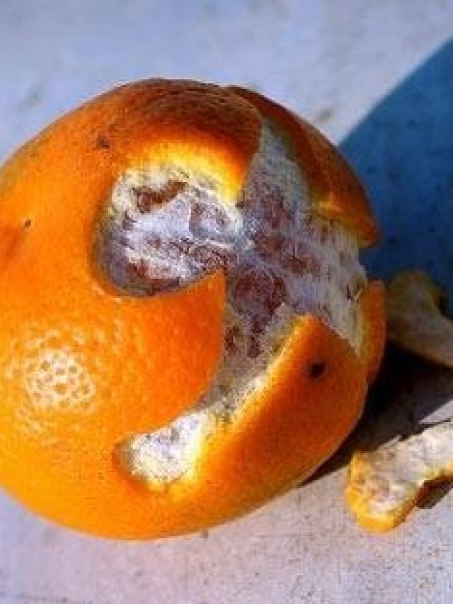 কমলালেবুর খোসা মুখে দিলে এসব উপকার হয়, কীভাবে খাবেন, জানুন