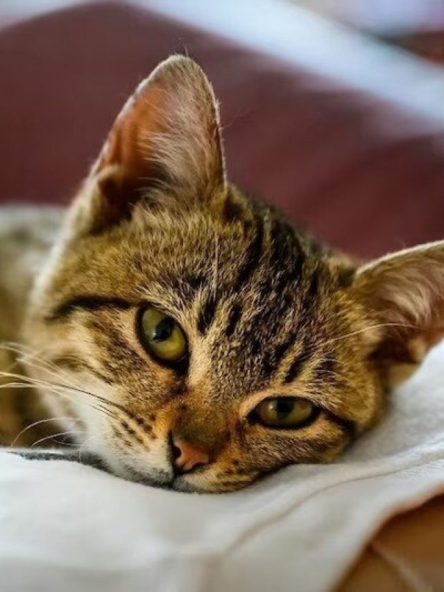 বিড়ালরা মিঁয়াও মিঁয়াও করে আসলে কী  বলতে চায়? কিসের ইঙ্গিত