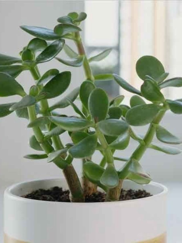 ইনক্রিমেন্ট প্রমোশন চাইলে অফিস ডেস্কে এই গাছ রাখুন