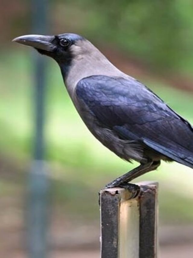 ঘরে কাক এসে এসব ইঙ্গিত দিলেই ভাগ্য ঘুরবে, সৌভাগ্য পায়ে চুমু খাবে