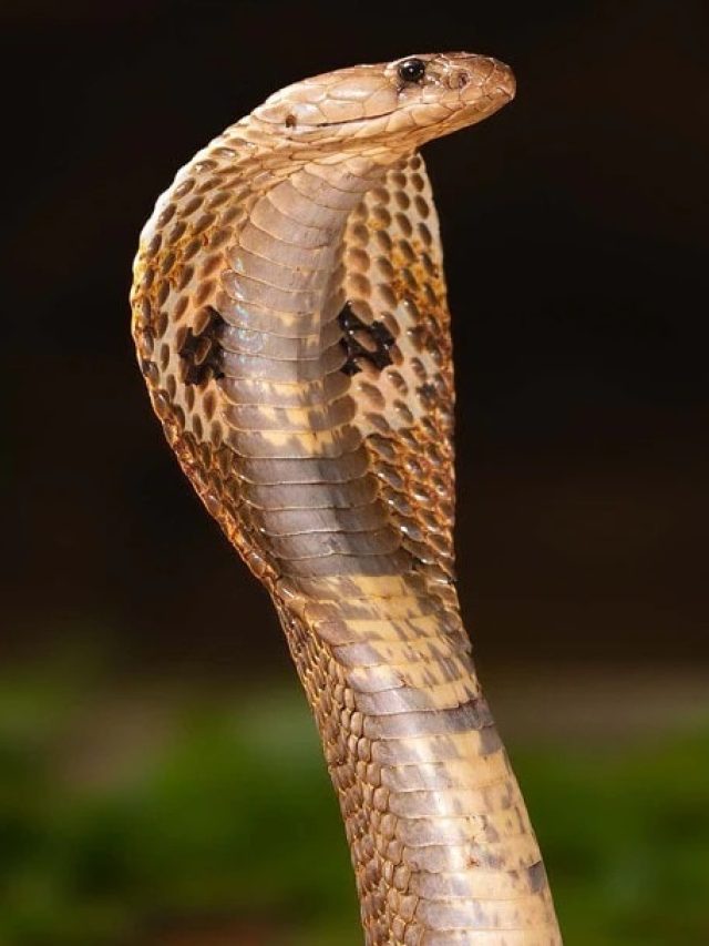 সাপের মাসি কাকে বলা হয়, অনেকেই জানেন না