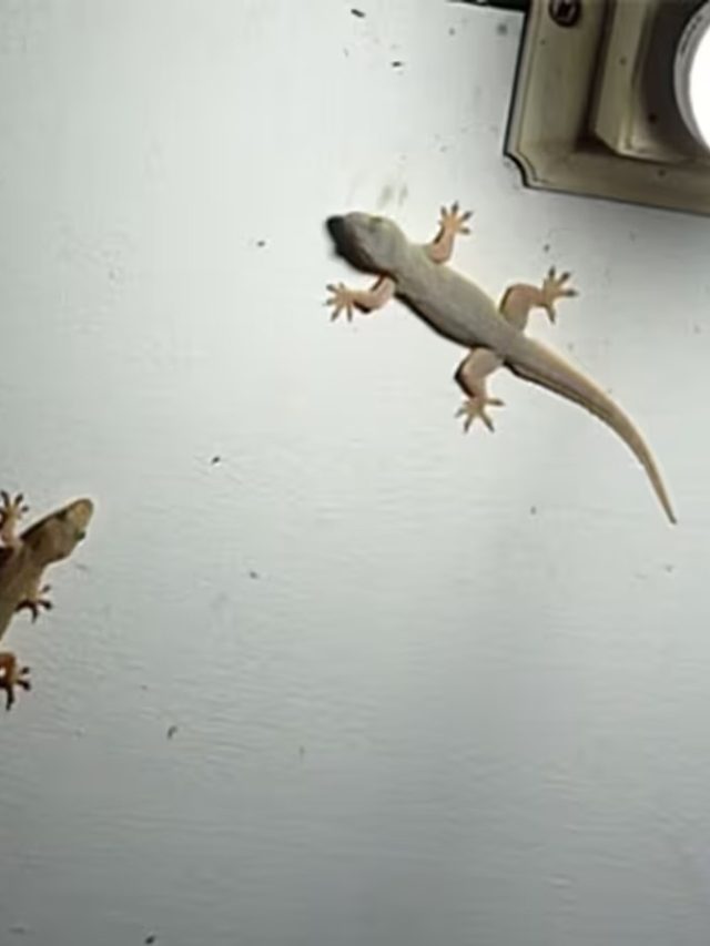 ঘরে টিকটিকি থাকলে এসব হবেই, কিসের ইঙ্গিত, জানুন