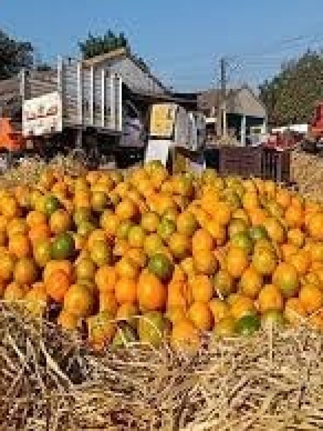 দার্জিলিংয়ের কমলা চেনার সহজ উপায়