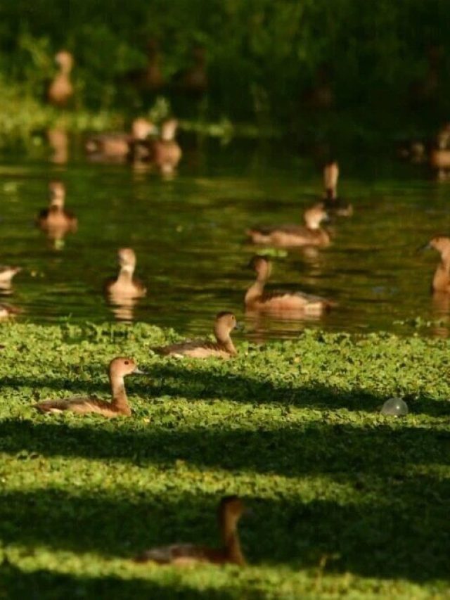 উত্তরবঙ্গের জেলায় জেলায় সৌন্দর্যের খনি, দেখুন সেরা দশ জায়গা
